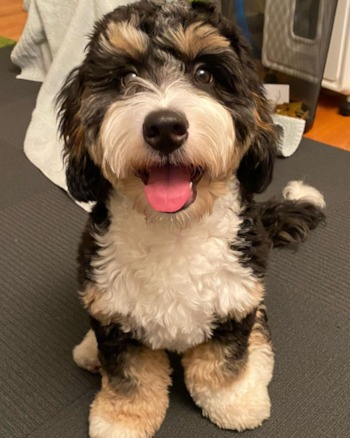Mini Bernedoodle Puppy For Sale - Lone Star Pups